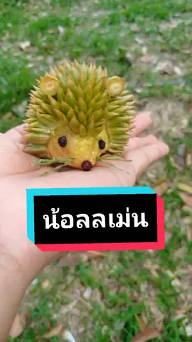 ร่วงดีนัก จับทำน้อลเม่นซะเลย 555+#สวนทุเรียน#ทุเรียนคลองโสด #ทุเรียน #วุฒิชาวสวน #บ้านสวนคลองโสด #เม่นทุเรียน