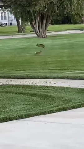 Good morning. Hope this brightens your day! Bunny lovers 🥰 #fyp #viral #bunny #bunnies