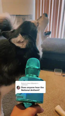 Reply to @dawn.66paden  What lyrics do you hear? 🇺🇸 #viral#fyp#haikuthehusky#husky#dog