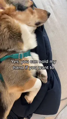 Jokes on me: he hates when people touch his paws