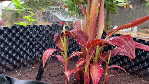 Rõ ràng là cây chuối mà sao nó lạ Lắm mọi người ạ.#xuhuongtiktok #TikTokDieuKy #trending