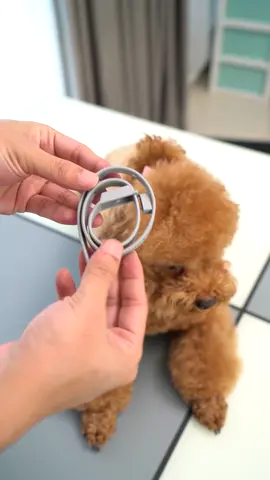 Dog Collar Cat Collar Pet Collar Anti Tick Mite Flea Collar for Pet Kitten Puppy Lasting Protection#pet #pets #petcollar#fleacontrol