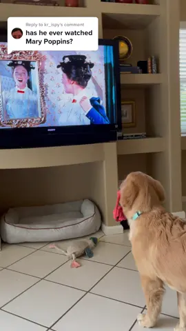 Reply to @kr_ispy proof that he loves Julie even in Mary Poppins! 🥰 #thesoundofmusic #julieandrews #marypoppins #julieandrews #puppy #puppylove #goldens #goldenretriever #goldensoftiktok #goldenretrieverpuppy #puppytiktok