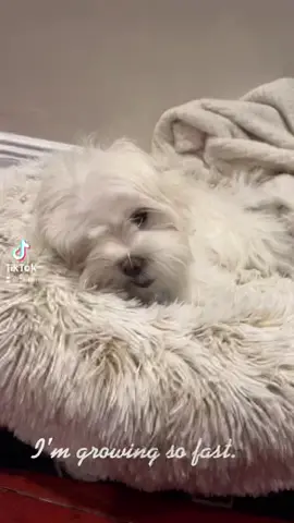 #maltese #doglife #dogclothes #ricepuding #livenyc #ilovemom #spring #easter21 #newyorker #maltesedog #newjerseypupoy #sütlaç #usa #Bursa #littleboy #crazydog