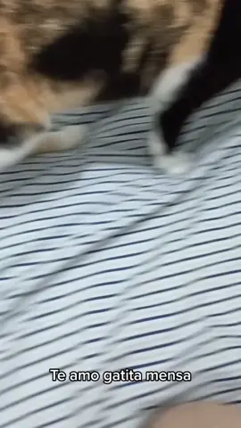 Mi niña #cat #gatito #gatotricolor