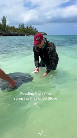 #bahamas #stingray #fypage