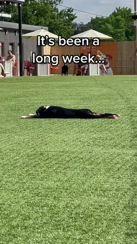 SPLOOT