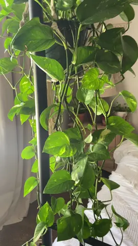 #boho  #plants #plantsoftiktok #plantmom #plant #plantcollection #plantmom #plantlife #plantlover #plantlove #plantsmakepeoplehappy #plantcommunity #plantas #plantlady #plantgang #plantaddict
