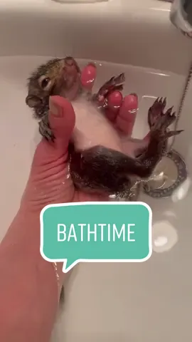 Update Zoey loves the bath 🥹💕#babysquirrel #bathtime #heartwarming #rescue #squirrel #rescueanimals #animalsoftiktok #fyp