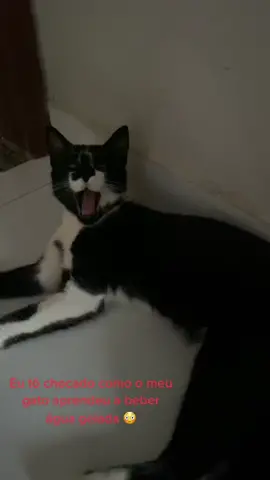 Quem tem um gato sem vergonha em casa assim ? 🧐😂