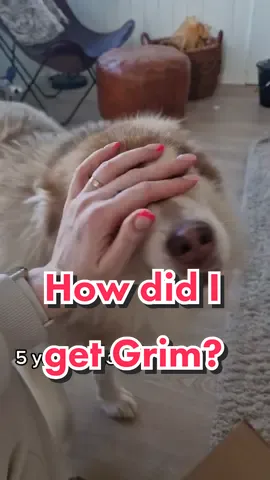 Reply to @reichmannx1889 #dogtok #svalbard #tiktokdog #longyearbyen #thedodo