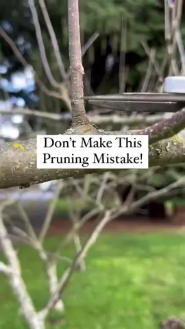 🪚When removing a branch, it’s important not to cut too flush to the main trunk or not leave a stub. This can slow down the sealing process of the wounded area and may cause it to rot, become susceptible to disease or pest infestations. When a branch is cut properly the tree will compartmentalize (defense mechanism of trees) and form a callus around the perimeter of the wound. The branch collar is a swollen area located at the base of a branch joining the trunk. More info on my Instagram post.