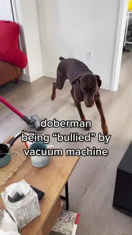 What’s the one thing that my dog most scared of… #dogscaredofvacuum #doberman #dobermans_of_tiktok #dobermanpinscher #dogsoftiktok #petlover #PetsOfTikTok #dogandvacuum #dogandvacuumcleaner #doglife #doggame