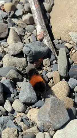 this little person has somewhere to be#woollybears #caterpillars #isabellatigermoth #insects