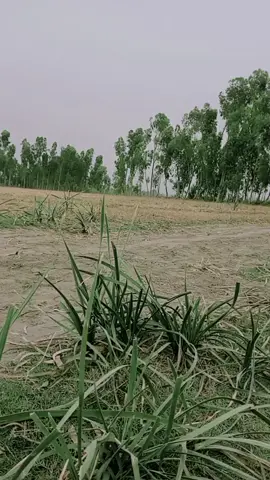 enjoy with my cute frinds#pakistanzindabad #peshaweritiktok #vireltiktokvideo #peshaweritiktok