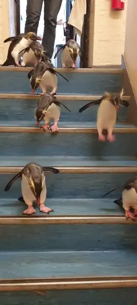 Take a moment and watch these Rock Hopper penguins 
