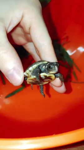 Found a turtle #FORDfortheBuilders #ByeByeSundayBlues #LIKEABOMBSHELL #fyp #turtles