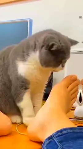 CATS🥰 #fypシ #cute #cats #catlover #catsoftiktok