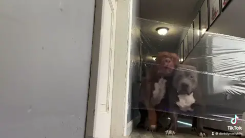That time I built a invisible wall infront of my dogs 🐕 😂😂 #ddk9 #foryou #fyp #foryoupage #darkdynastyk9s