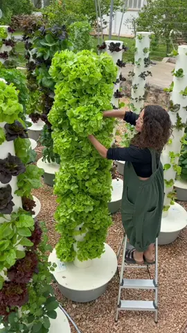 You can grow over 160 different crops on an aeroponic tower #aeroponics #farming #gardening #farmtotable #watersavings #agriculture #towergarden #sustainablefarming #urbanfarming #verticalfarming