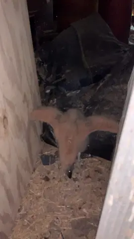 Baby vulture #fyp #animals #barnfind