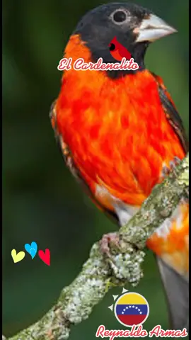 #elcardenalito #quevivavenezuelanojoda #parati #fyp #llanera #llanerasvenezolanas🇻🇪 #llanerosporelmundo #viral #llanerasmix