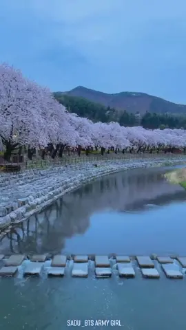 Reply to @sacrazyarmy #මෙන්න_ඔයාගේ_rv_එක_😍😇♥️ #skorea🇰🇷 #cherryblossom #beauty