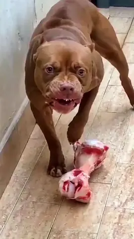 #pitbull #bulldog #angry #crazy #dog