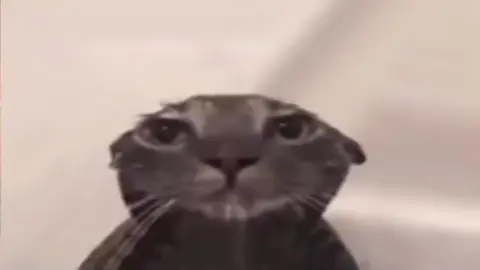 wet cat #meme #funny #memes #funnyvideo