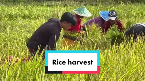 TRADITIONAL RICE HARVEST PHILIPPINES #rice #harvesting #philippines #countrylife