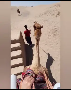 #کویر_نوردی#کمپ_کویر_یزد#کویر_شباهنگ #شتر#شتر_سواری#زیبای_کویر#کویر#اسمان_کویر