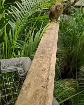Well, yes, of course! #pygmymarmoset #tinymonkey #zookeeper #marmosets