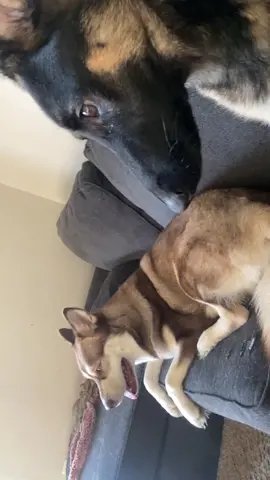 I knew she has been acting a little suspicious 🤨 #fyp #lol