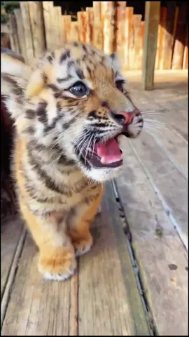 #animals #pet  #foryou  #tigerbaby  Young tiger