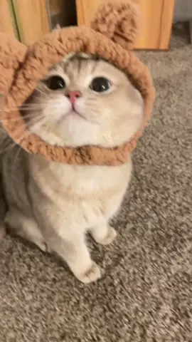 Voice of Cats audition, part 1 (bear🐻version)#catsoftiktok #cutecat #catlover #cat