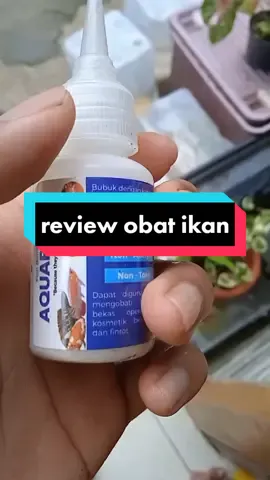 super syekaliii obatnya 🤩 #predatorfish #channa #aquaplast