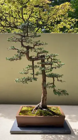 Walk like an Egyptian #bonsai at the PBM