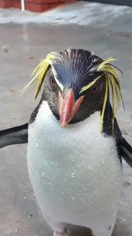 Wiggle wiggle! A compilation of the rock Hopper penguins videos on my phone #aquarium #marine #penguin @2oceansaquarium