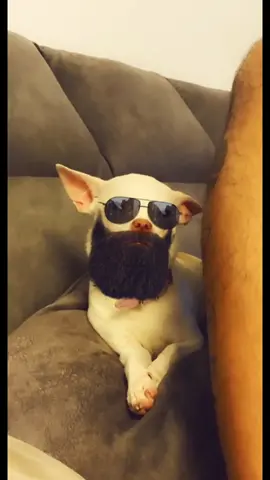 I cant breathe🤣🤣🤣🤣(אני לא נושםםם😂😂) #fyp #chihuahua #dog #angrydog #mreviatar #nikiozeri #niki