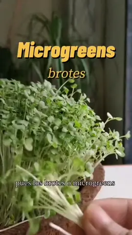 Brotes o Microgreens #aquemededico #planttiktok #planttips #plantas #AprendeEnTikTok #microgreen