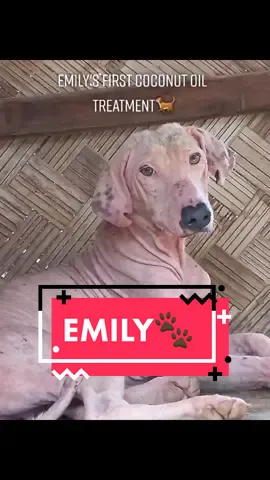 Sweet Emily first Coconut oil Treatment🥥🐕#dogsofttiktok #Sanctuary #doglover #fypシ゚viral #straydog #rescuedog