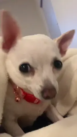 😉 Tag who you want to send this to #dog #winks #cuteanimals