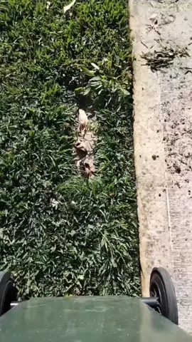 Nasty                                                   #grass #grasstok #fyp #foryou #nathanslawnsandgardens #techtok #gardening101