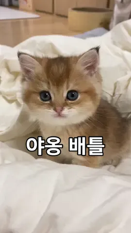 고양이한테 야옹하면 #댕냥직캠 #펫일상톡 #애니멀톡 #틱톡애니멀 #catoftiktok #talkingcat