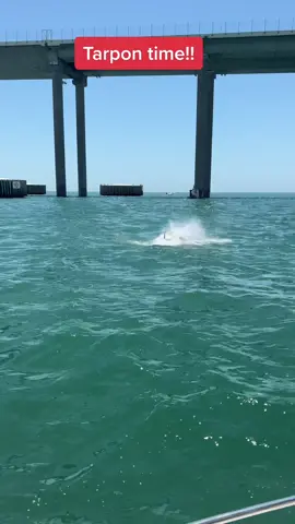 Tarpon time #xyzbca #skywaymisfits #fyp #skywayfishing #fishingtime #fishingtiktoks #fisherman #fishtok #tarpon #tarponfishing #skywaybridge #sharks #fishing
