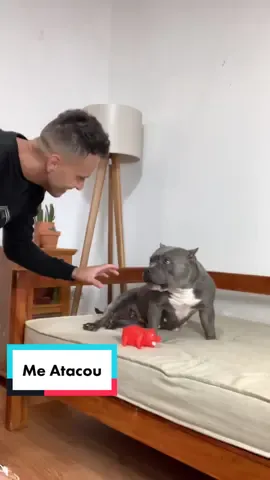Me Atacou 😆🙃 #maoriblue #dog #AnimaisNoTikTok