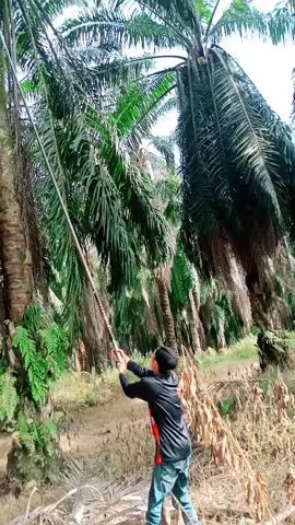 TUHAN TERIMA KASIH ATAS NIKMAT SEHAT YANG ENGKAU BERIKAN🤲#3HariPercobaanEgrek#cali.p.y1#MemangMANTAPpotongDipokokSedangDanTinggi👍#tiktoksawits #belajarpotongbuah🙏🇮🇩🇲🇾