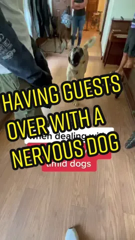 Having friends or family over can be hard when you have a nervous/fearful reactive dog. Make sure whoever comes into your house is aware of what they should and shouldn’t be doing. #dogtip #dogtrainingtip #dogbehaviour #dogpsychology #fearfuldog #reactivedog #packleader #dogtrainer #dogtrainingadvice