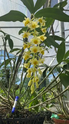 Lan kiều mỡ gà lâm đồng .