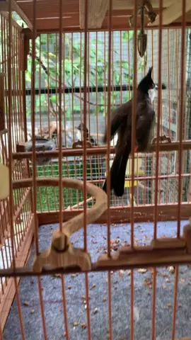 Mấy loại báo cám